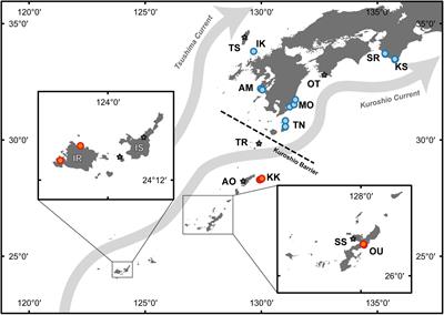 Genetic Structure of the Goniopora lobata and G. djiboutiensis Species Complex Is Better Explained by Oceanography Than by Morphological Characteristics